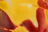 Colorful Mookaite Jasper Round Cabochon #171335-1